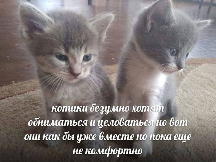 #котики #близость