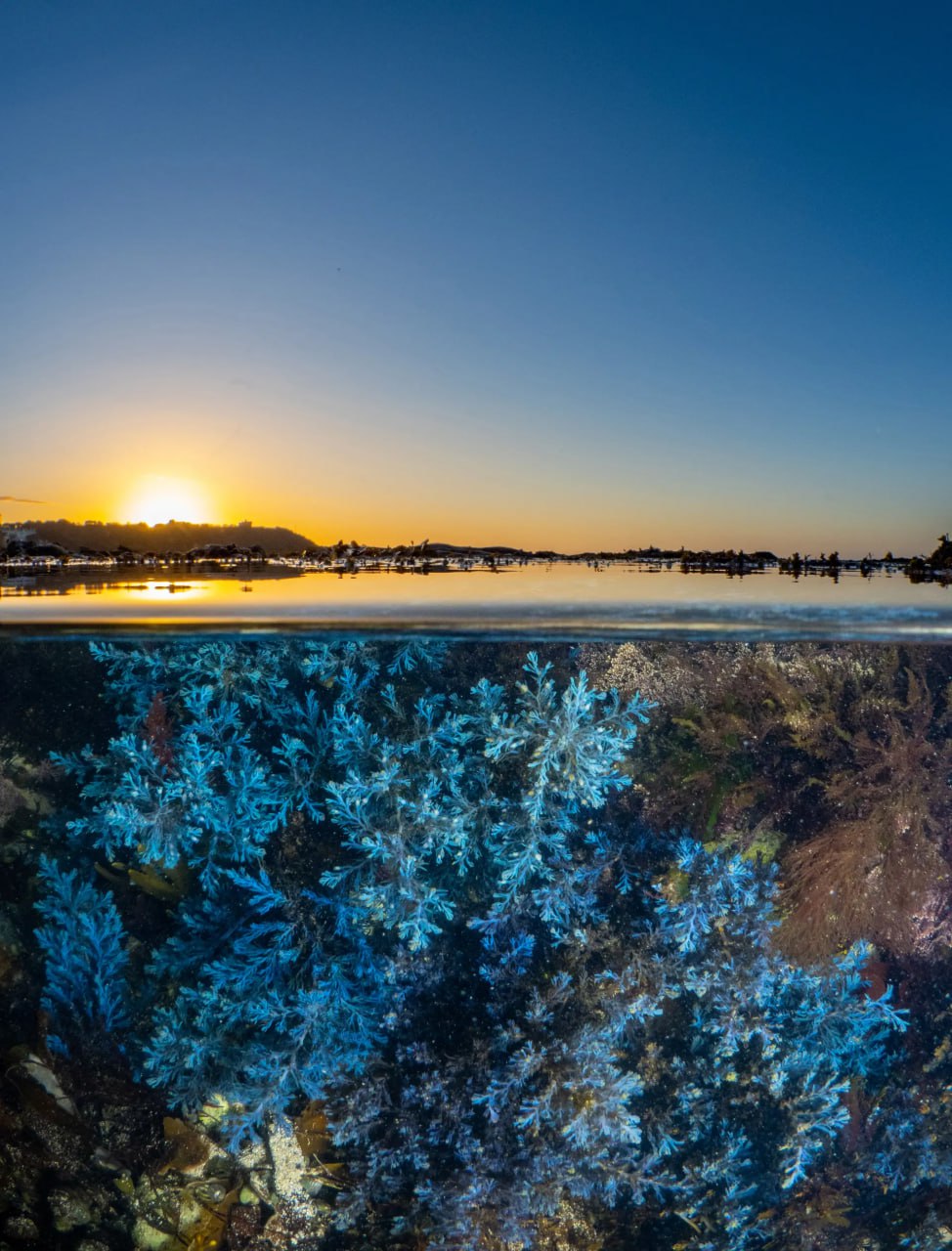 Финалист «2024 British Wildlife Photographer of the Year».