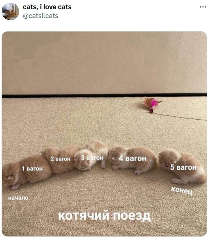 #котики