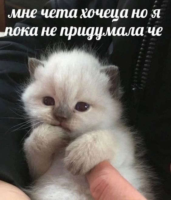 Признавайтесь, кто? #котик #маленький #китен