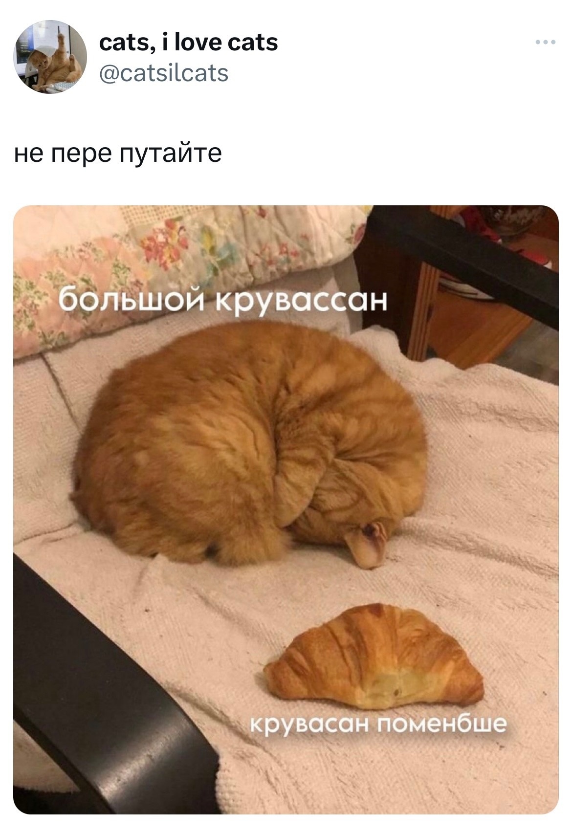 #кот #мем #круасан