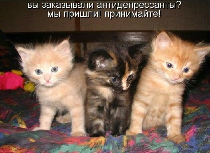 #живые #антидепрессанты #котики