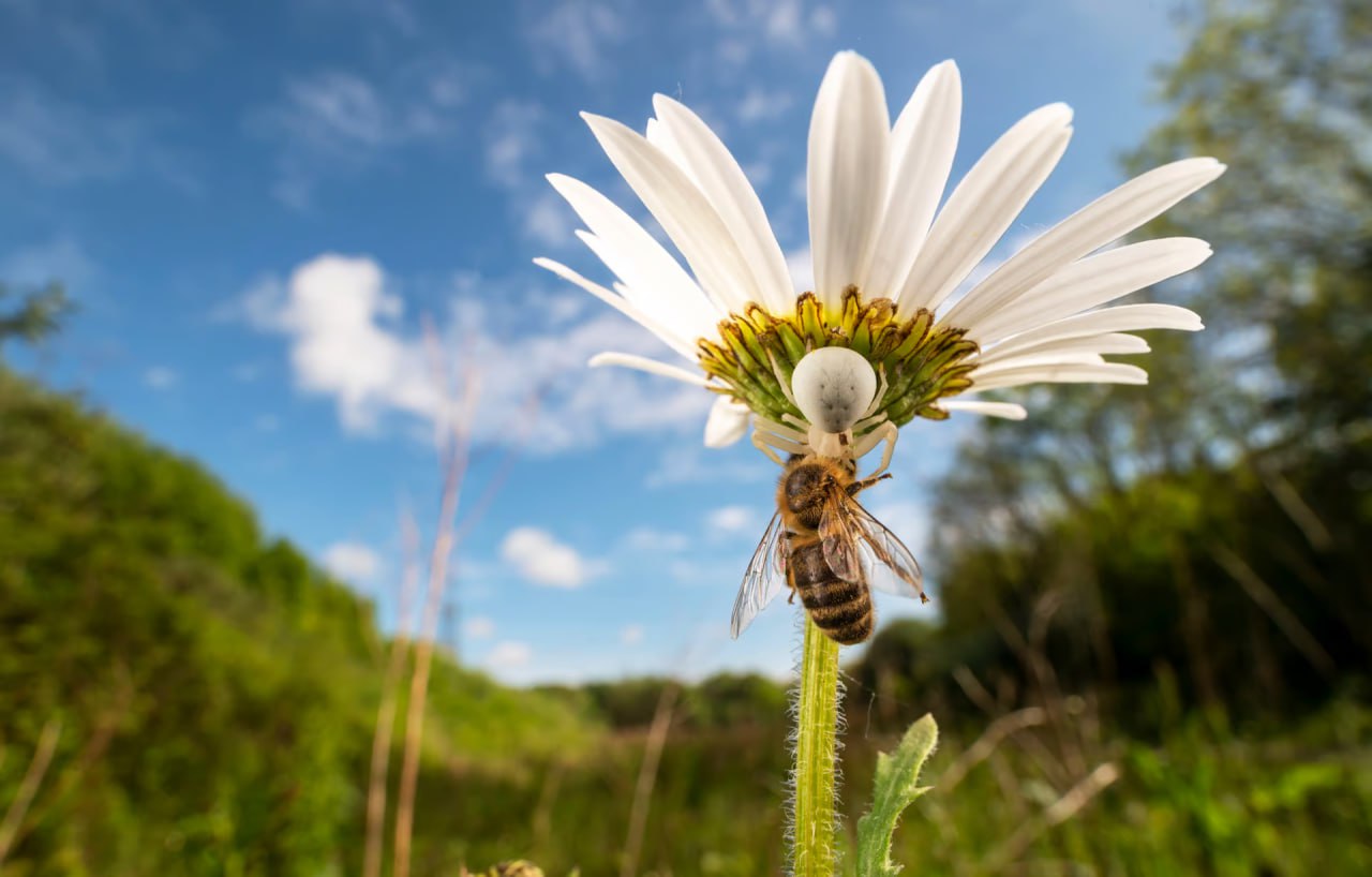 Финалист «2024 British Wildlife Photographer of the Year».