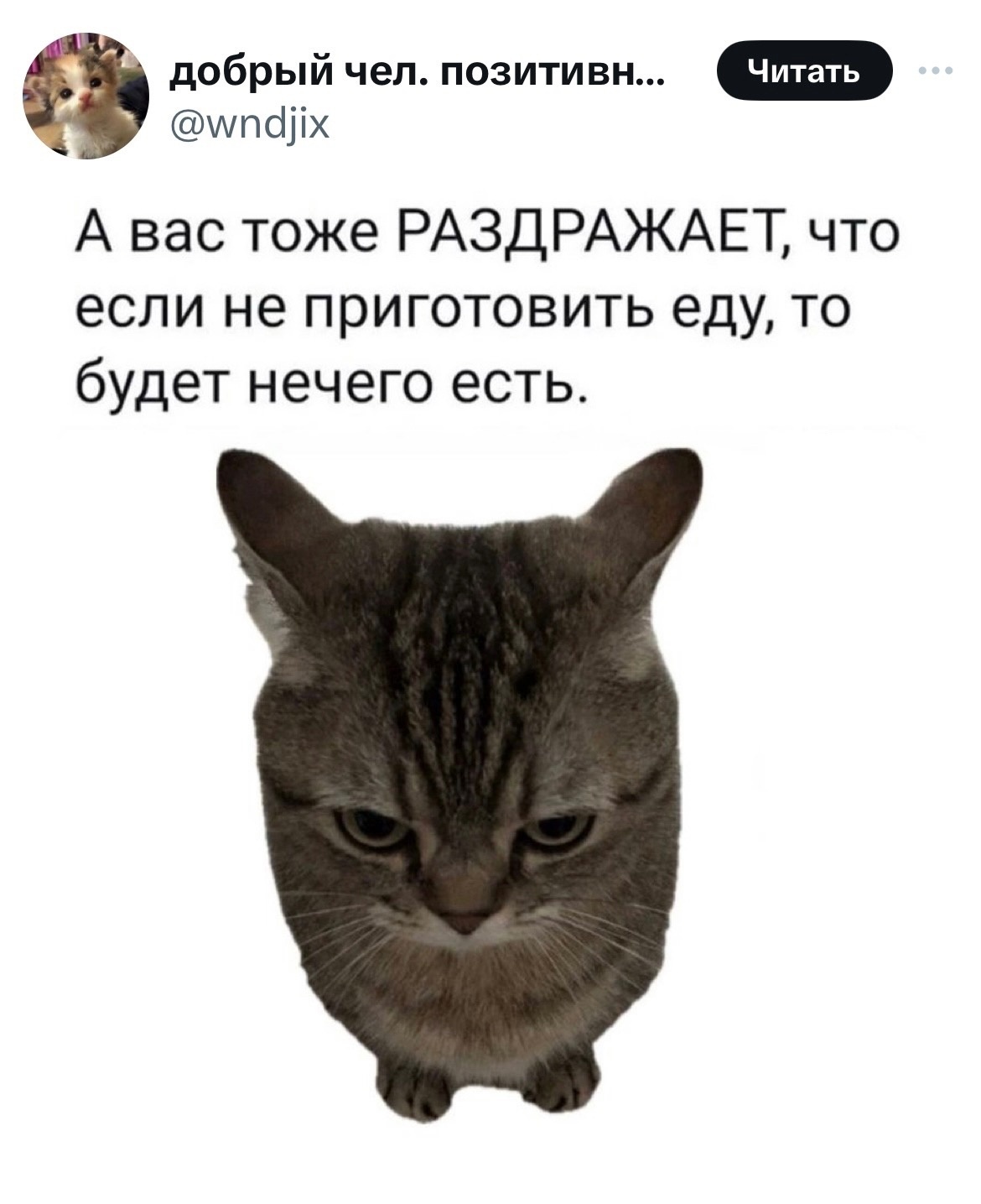 #кот #еда #мем