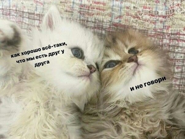 #котики