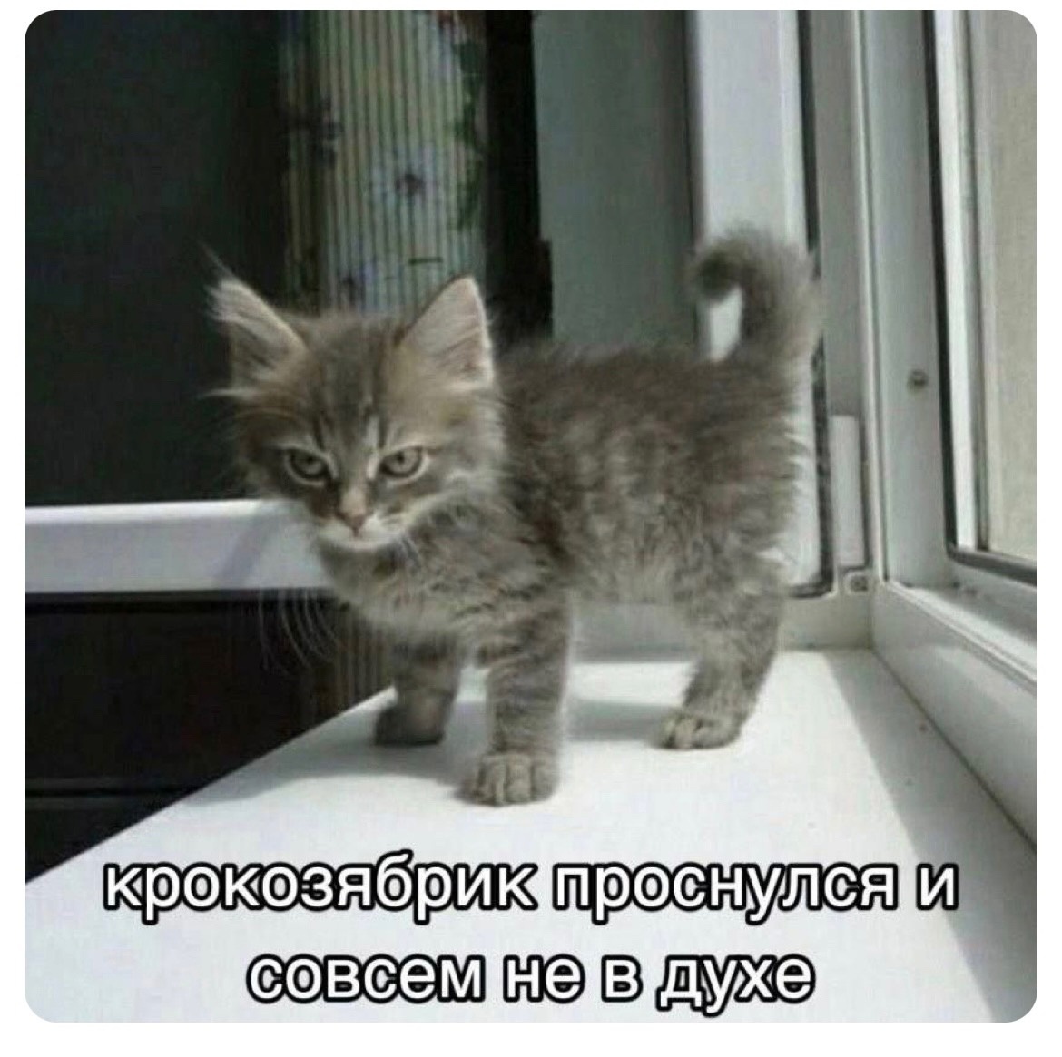 #котик не в духе!