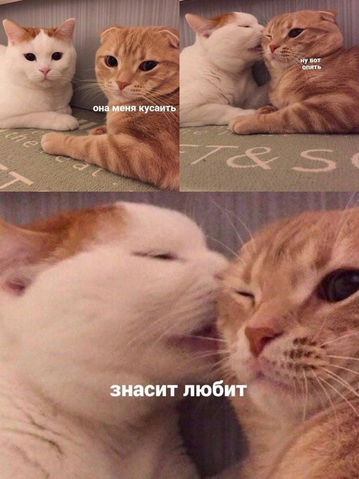 #котики #любовь #пара #отношения