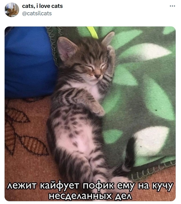 Узнали себя? #котик