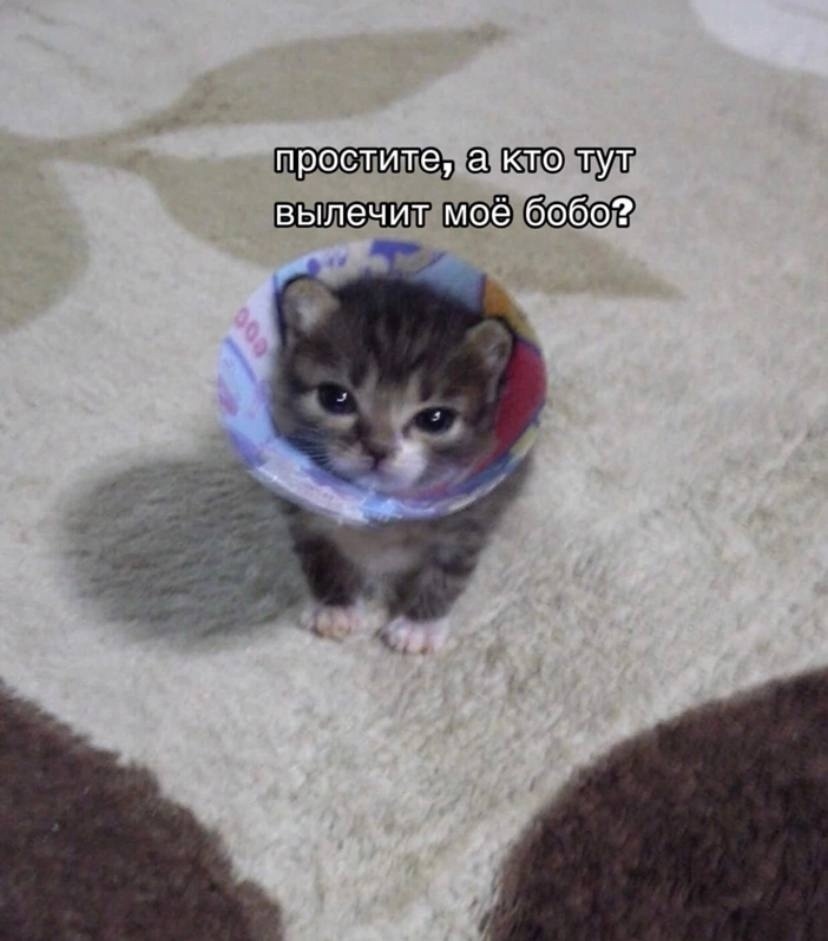 Помогите маленькому :с #котик #маленький