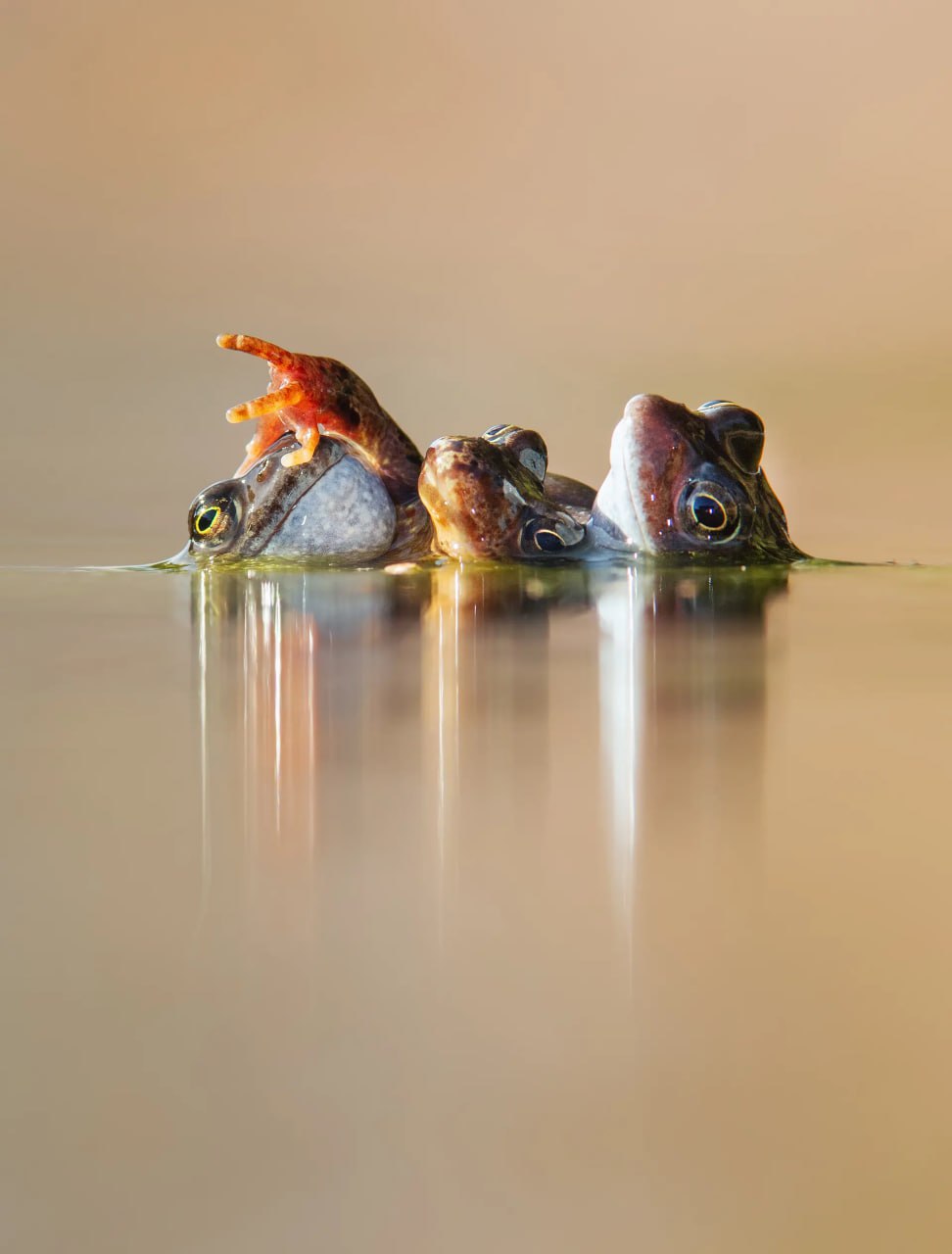 Финалист «2024 British Wildlife Photographer of the Year».