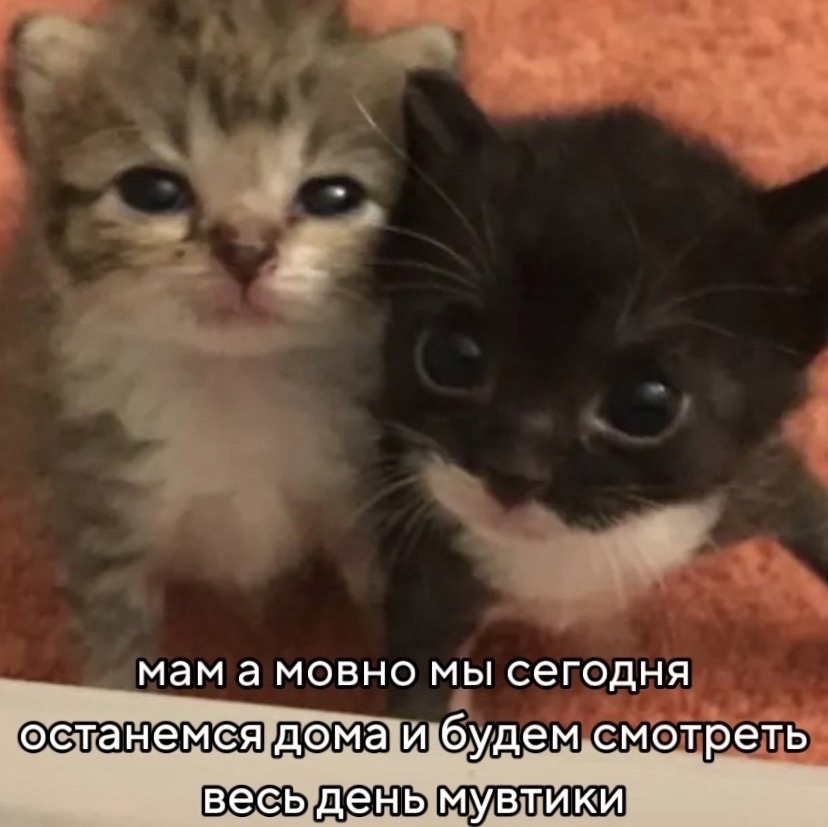 Как этим пупсышам откажешь &#129401; #котики