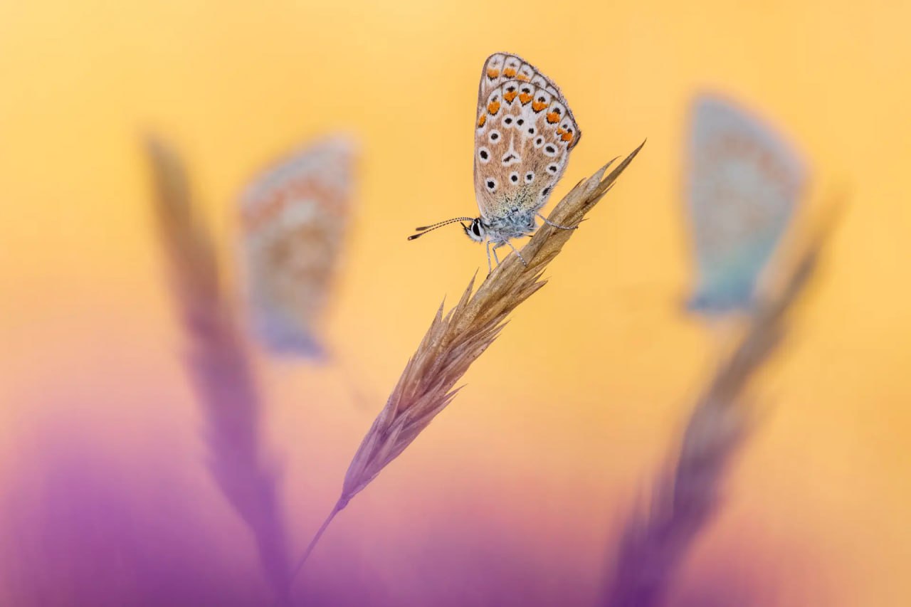 Финалист «2024 British Wildlife Photographer of the Year».