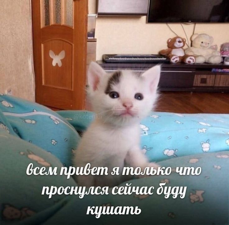 Копия меня в данный момент #котик