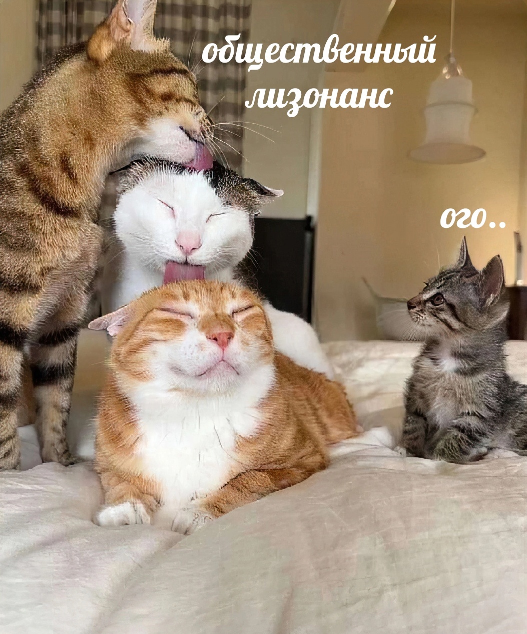 #кошки #котики #милахи