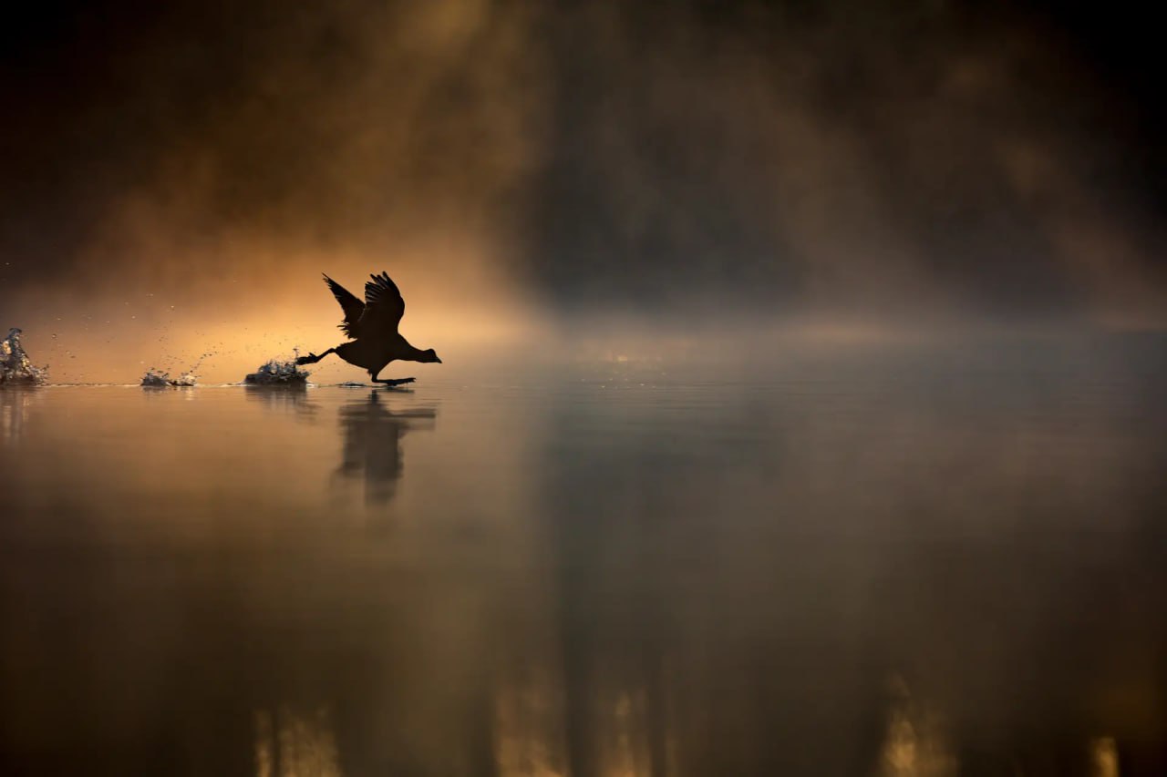 Финалист «2024 British Wildlife Photographer of the Year».