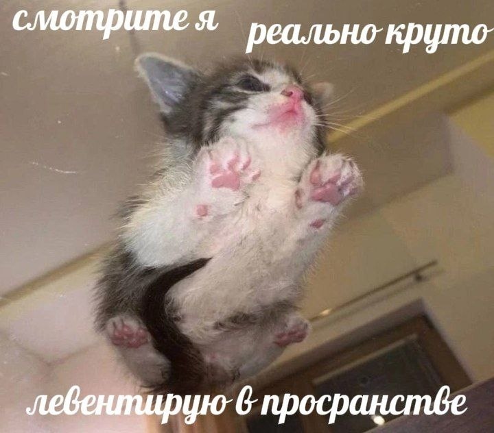 Маленький крутыш и это неоспоримый факт! #котик