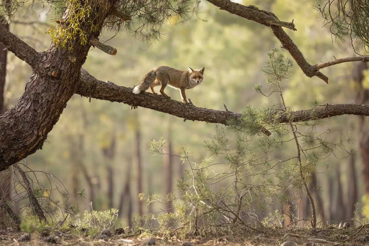 Финалист «2024 British Wildlife Photographer of the Year».