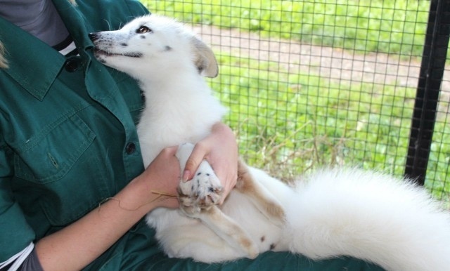 Беленькая Лисичка Весна из Красноярского зоопарка 🦊Красивая ❤