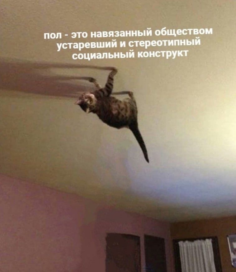 #котик #потолок #натяжной