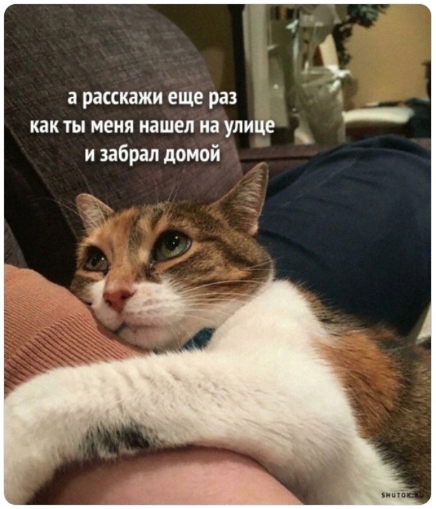 Счастливый #котик #кот #котейка