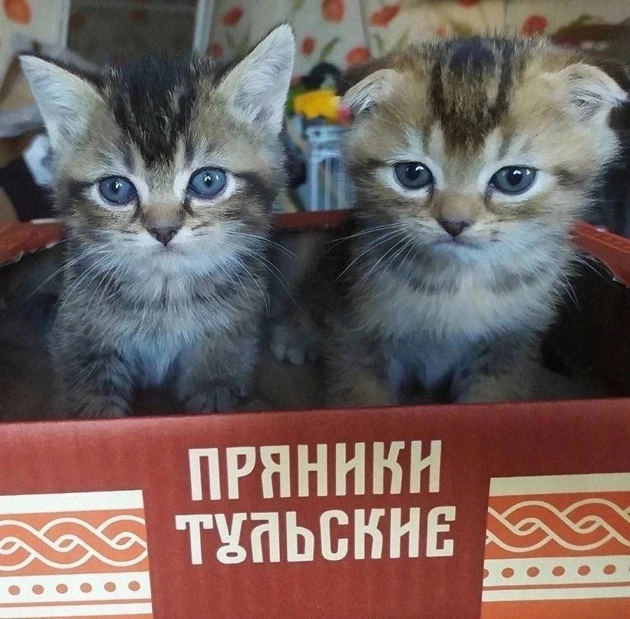 Держите руки при себе!!! #котики