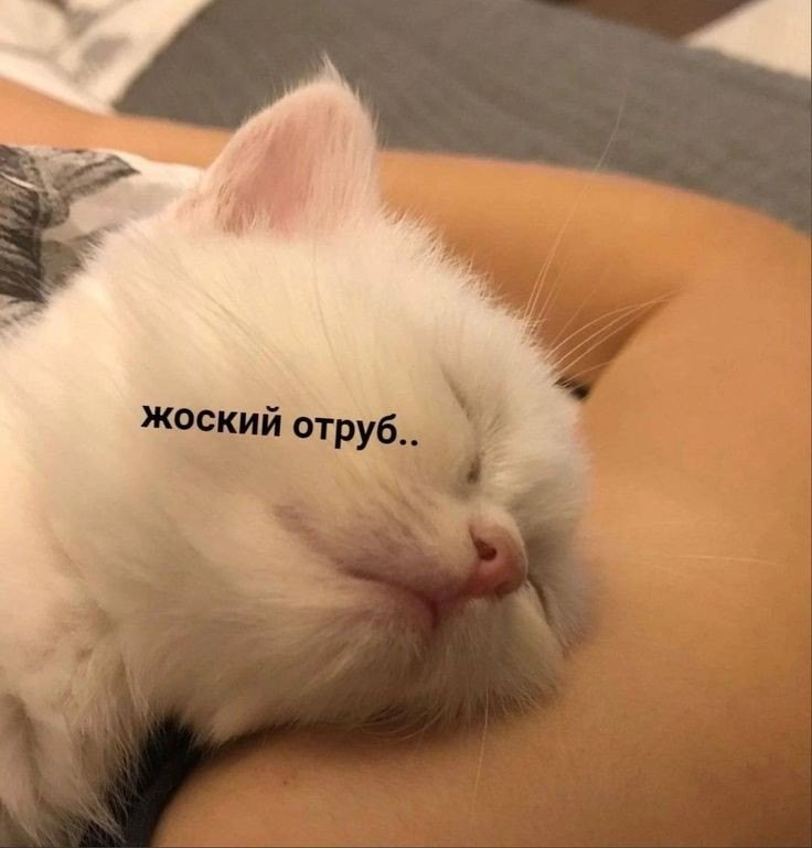 Это я после закрытия сессии.. #котик #сон #спать #носик #мордочка #счастье