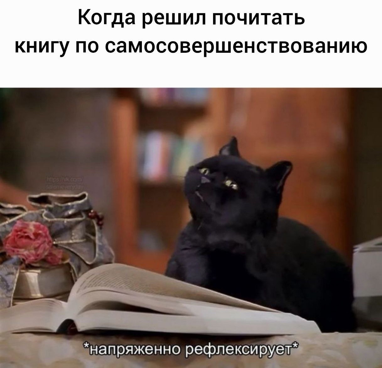 Да, это я вхахахаха #кот #философия #самосовершенствование