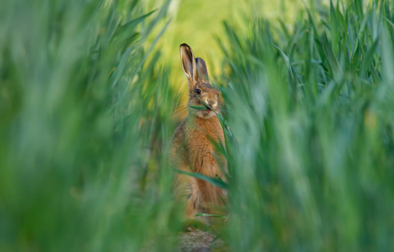 Финалист «2024 British Wildlife Photographer of the Year».