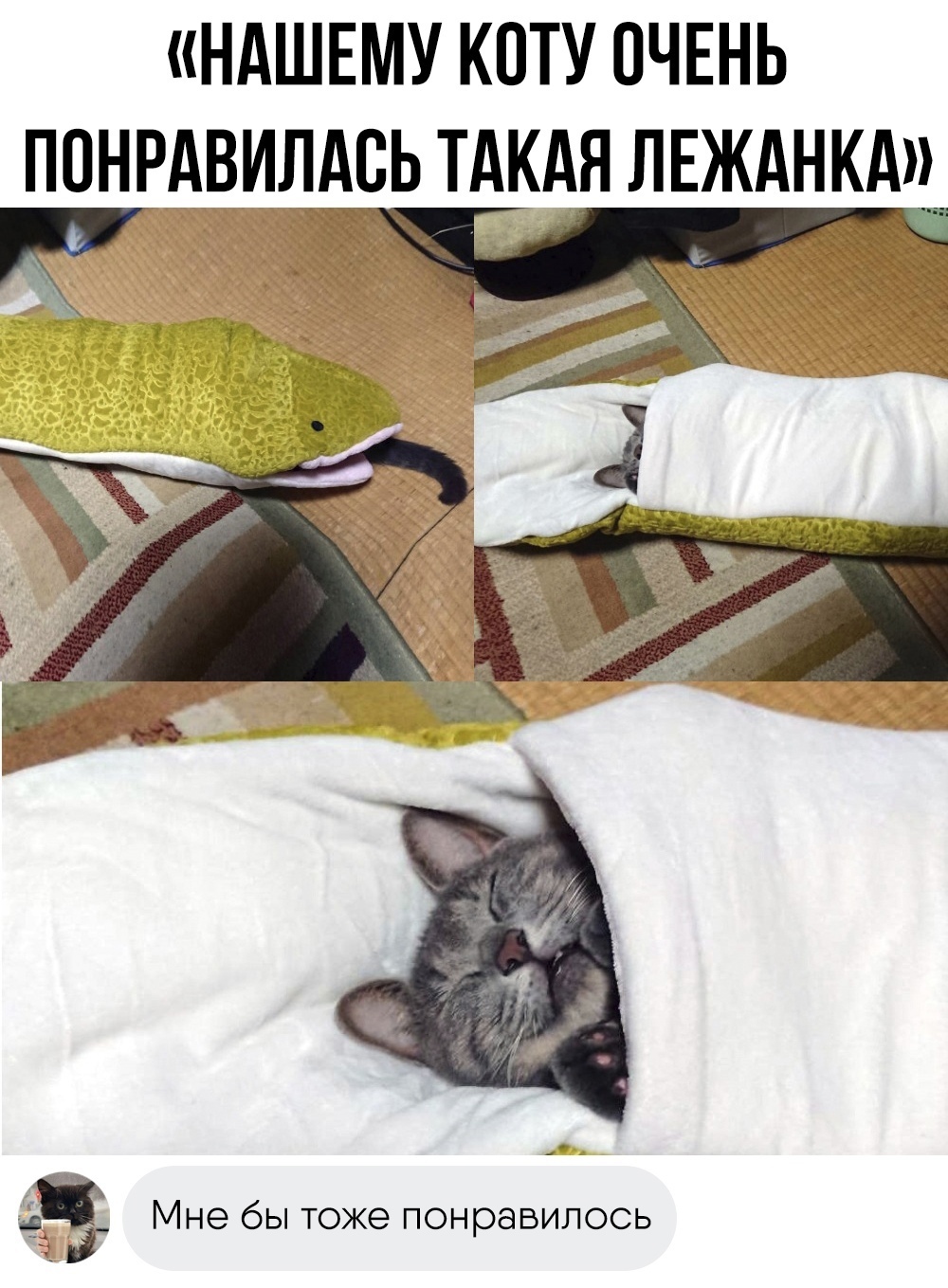 Милый котейка в своем спальном мешке :3