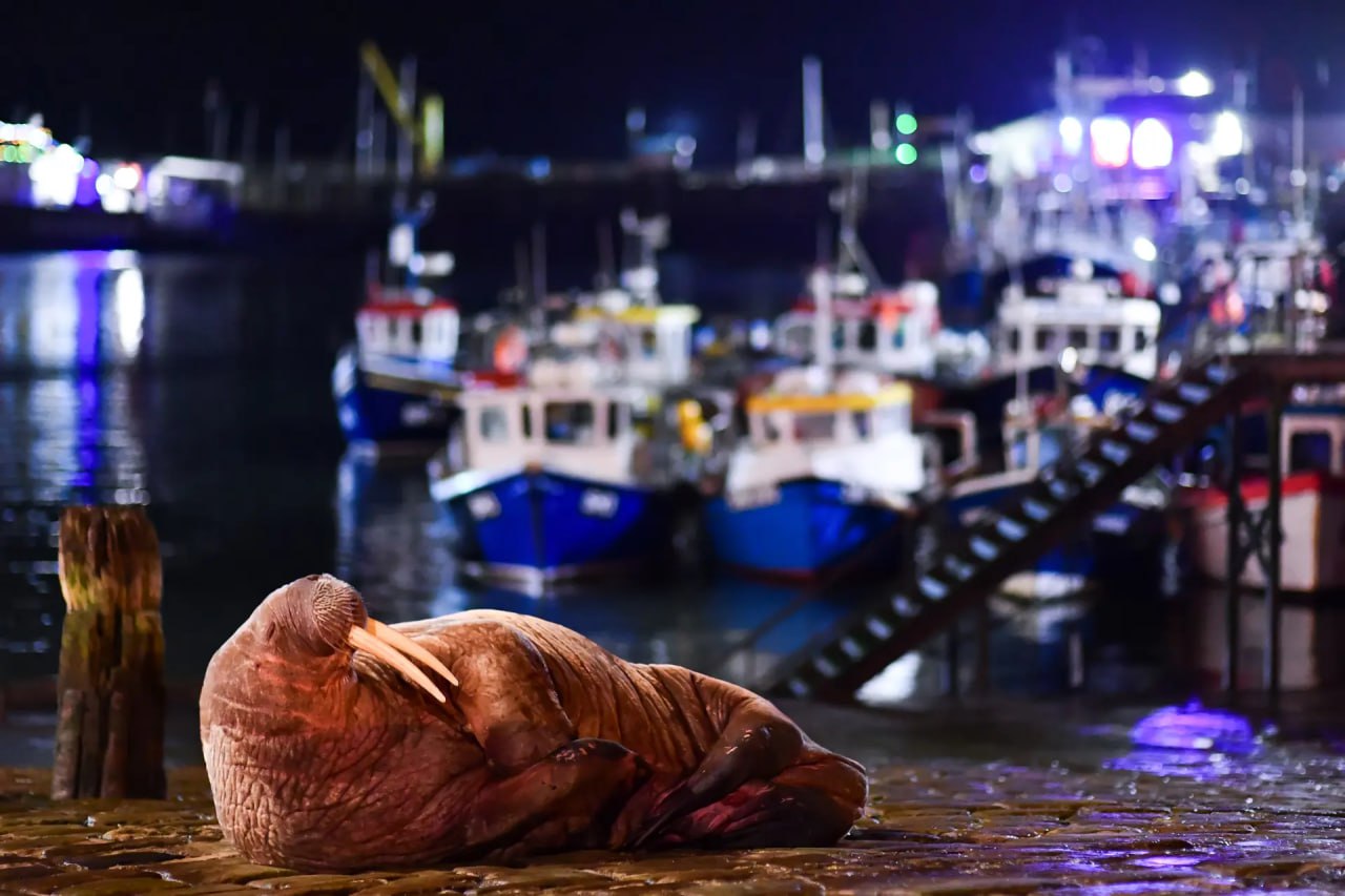 Финалист «2024 British Wildlife Photographer of the Year».