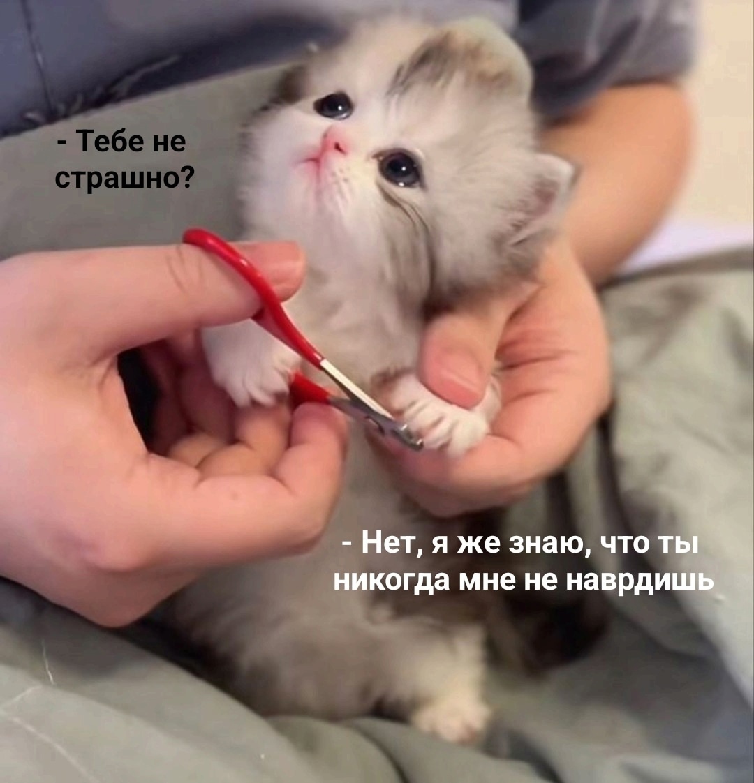 #котик #доверие