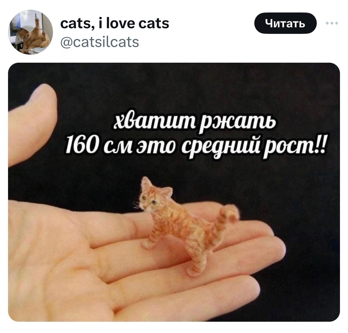 Да-да, расскажите &#129401; #маленький #котик