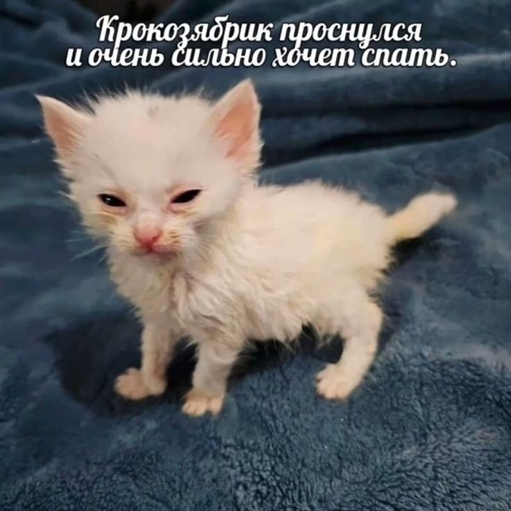 #котик #кот