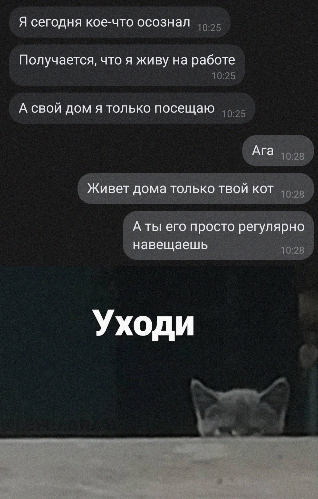 #котик