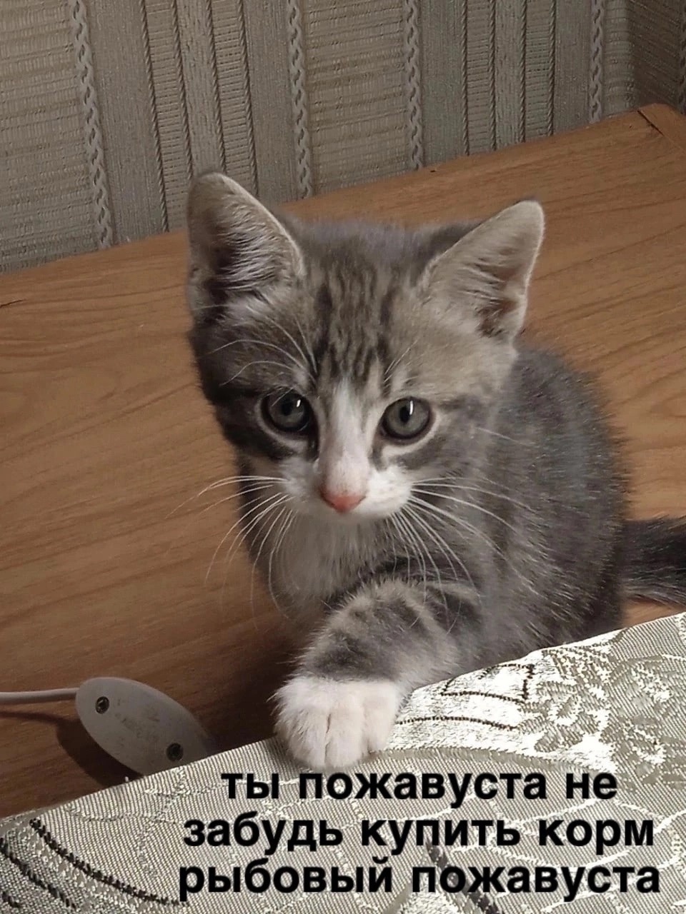 #котик #кот #мем #маленький Как тут можно забыть..